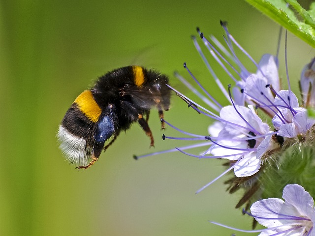 bumblebee hommel