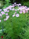 cosmea