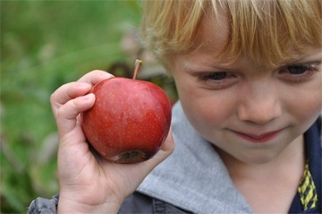 in de boomgaard: trots met net geplukte appel