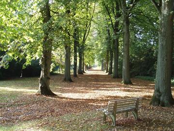 herfstbos pad en bankje