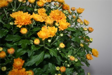 chrysanten