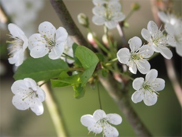 bloesem close-up