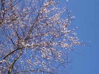bloesemboom helderblauwe lucht voorjaar