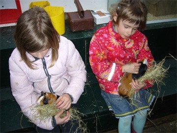 hamsters aaien op de kinderboerderij