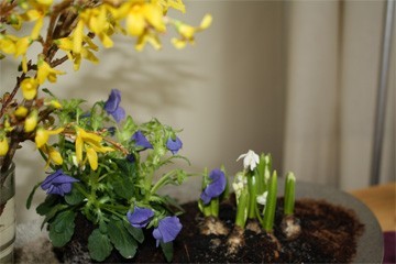 forsythia in bloei + bolletjes uit