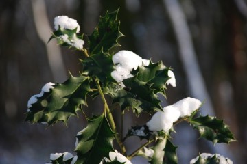 hulst met sneeuw hulst met sneeuw