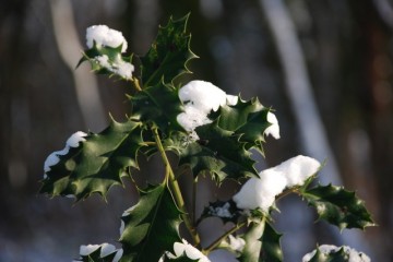 hulst met sneeuw