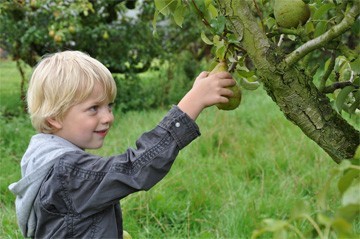 in de boomgaard, peren plukken