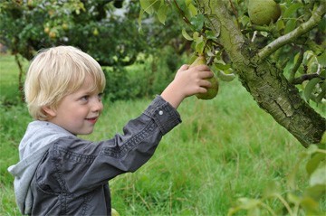 in de boomgaard, peren plukken