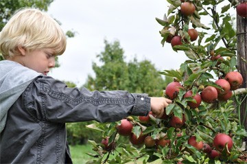 in de boomgaard bij appelboompje