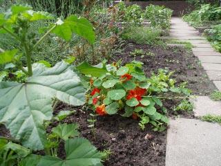 oostindische kers oostindische kers