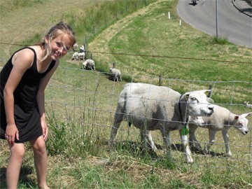 schapen in de wei met kind