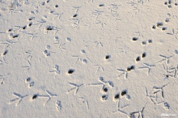 sporen in de sneeuw sporen in de sneeuw