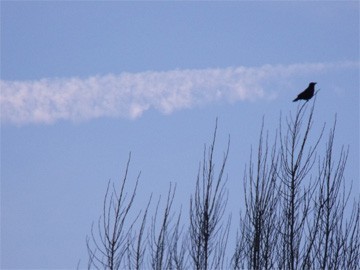 vogel in tot van boom, blauwe lucht