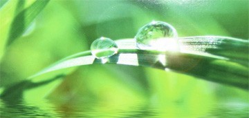 waterdruppel op riet-blad waterdruppel op riet-blad