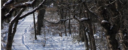 weg in winters bos weg in winters bos