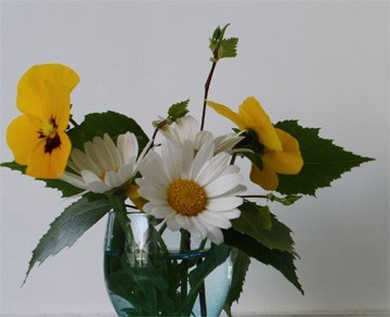 zomerbloemetjes zomerbloemetjes