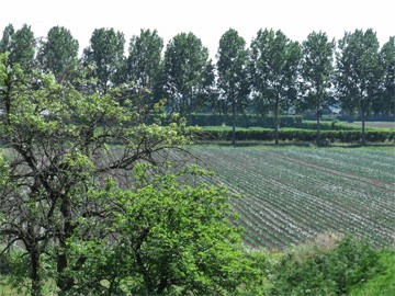 zomerse velden/akker zomerse velden/akker