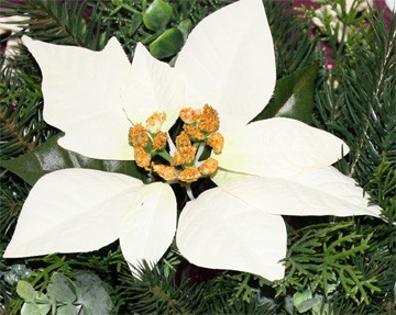 kerstster advent kerstster advent