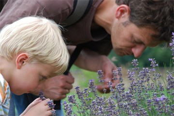 aan lavendel ruiken