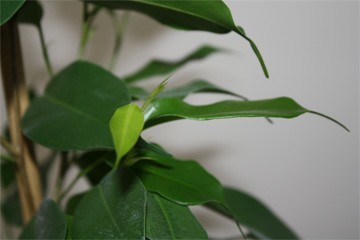 ficus nieuw blaadje 2 ficus nieuw blaadje 2