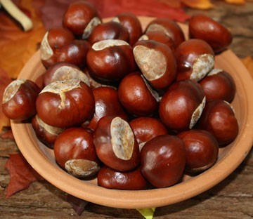 schaaltje met kastanjes schaaltje met kastanjes