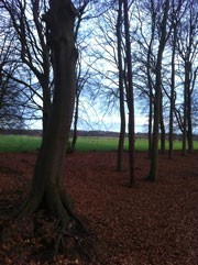 stille grond, wei en bomen winters blauwe lucht