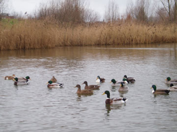 eenjes-in-water-site