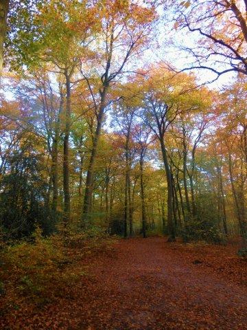 herfst molenbos 13 nov.2013 001