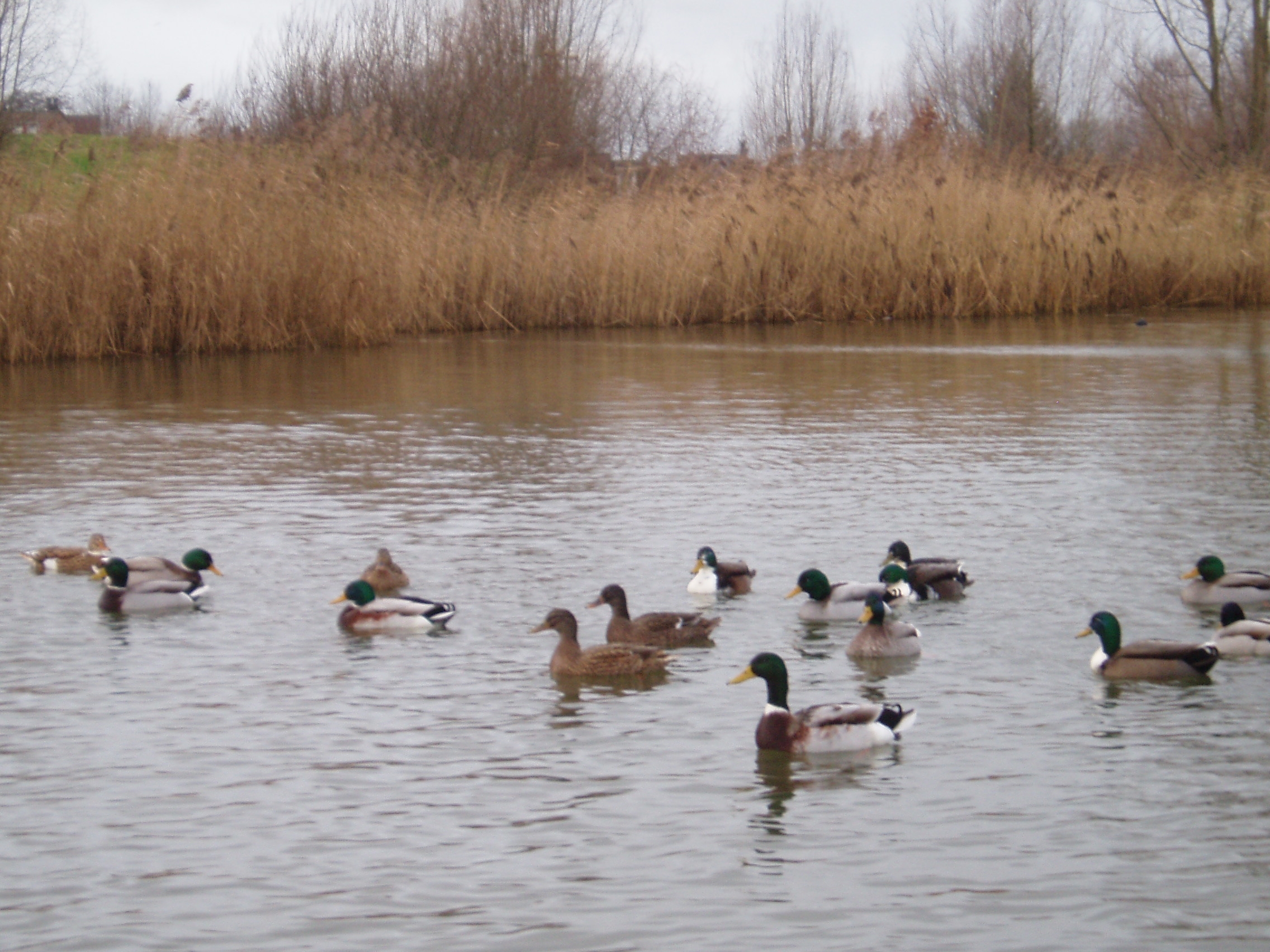 Eendjes in het water winter Tim 2007