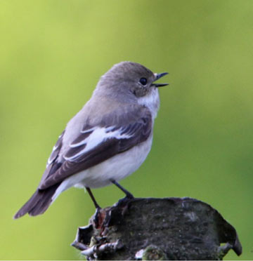 fluitende-vogel