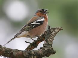 vink index