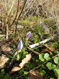 crocusjes verstopt 