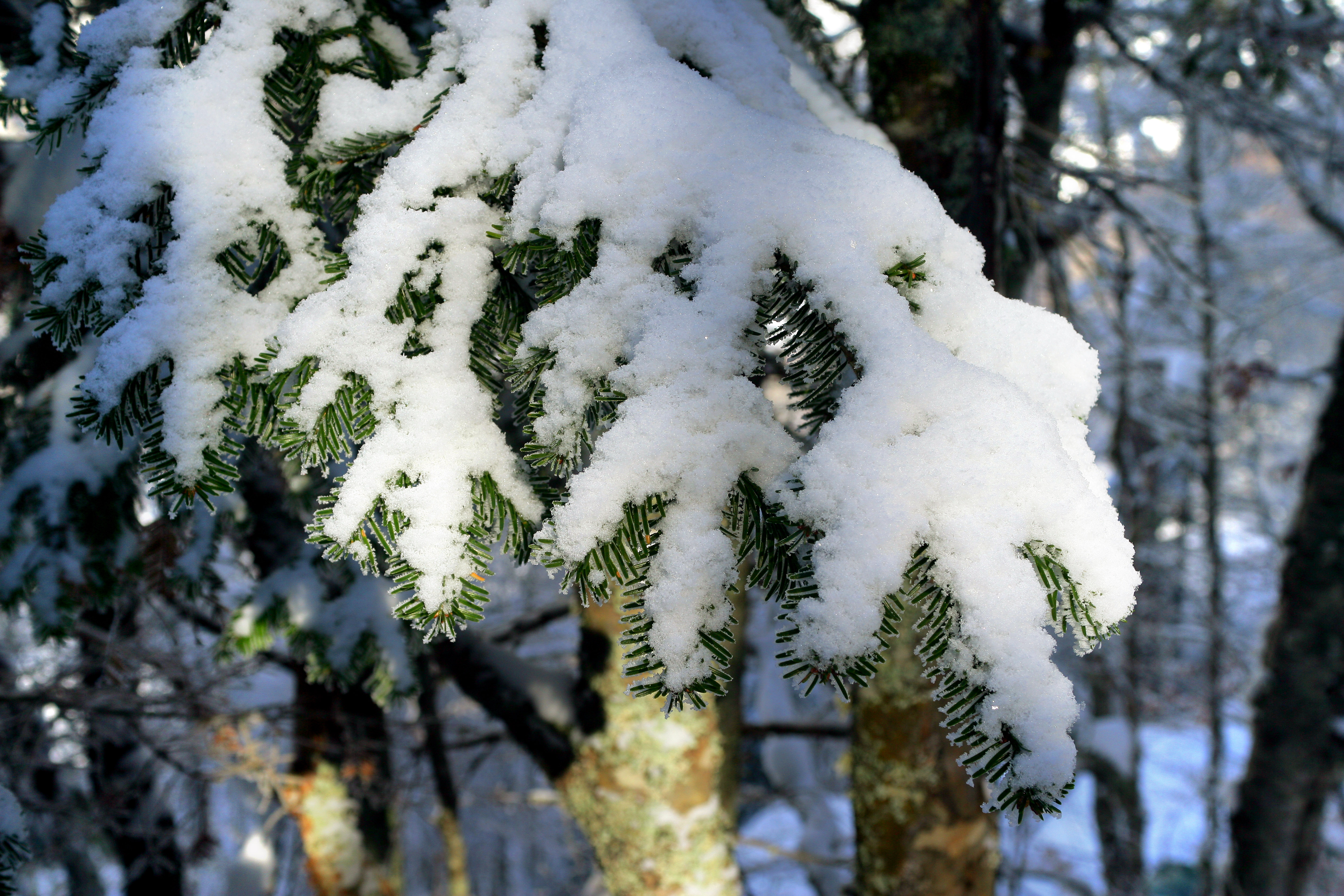 Sfeerbeeld winter of Kerstmis besneeuwde dennentak