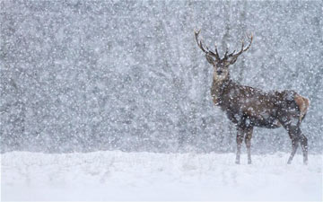 Tim-snow-deer