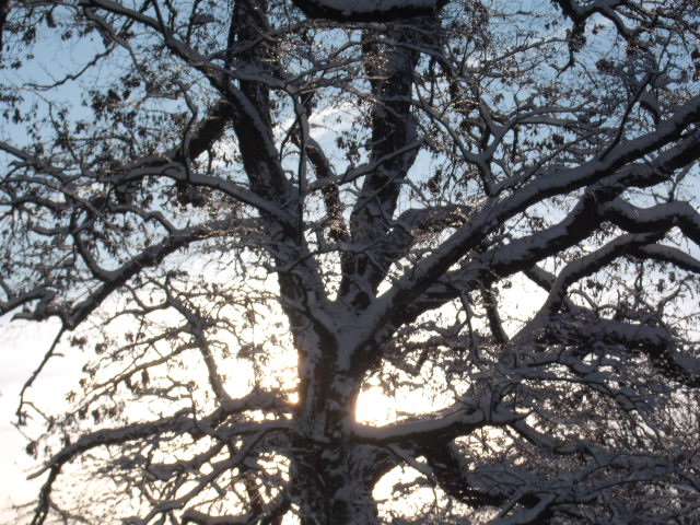 snow tree