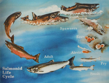 Salmon life cycle