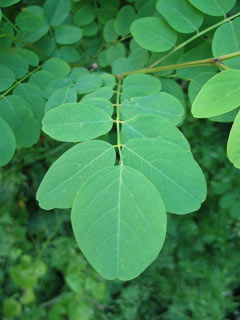 Blad veervormig samengesteld, Robinia