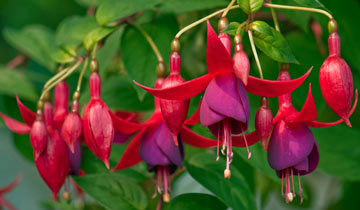 Stek Fuchsia bloemen