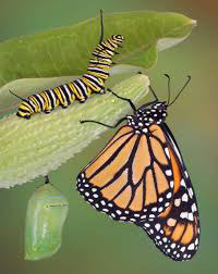 rups en vlinder dezelfde 