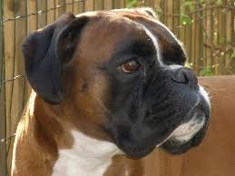 boxer