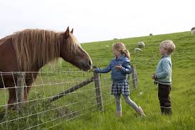 kinderen bij paard in de wei