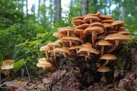 paddestoelen