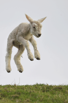 Lammetje 2 springt