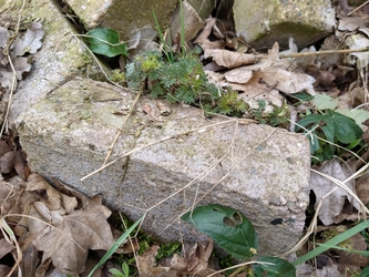 stenen in de tuin