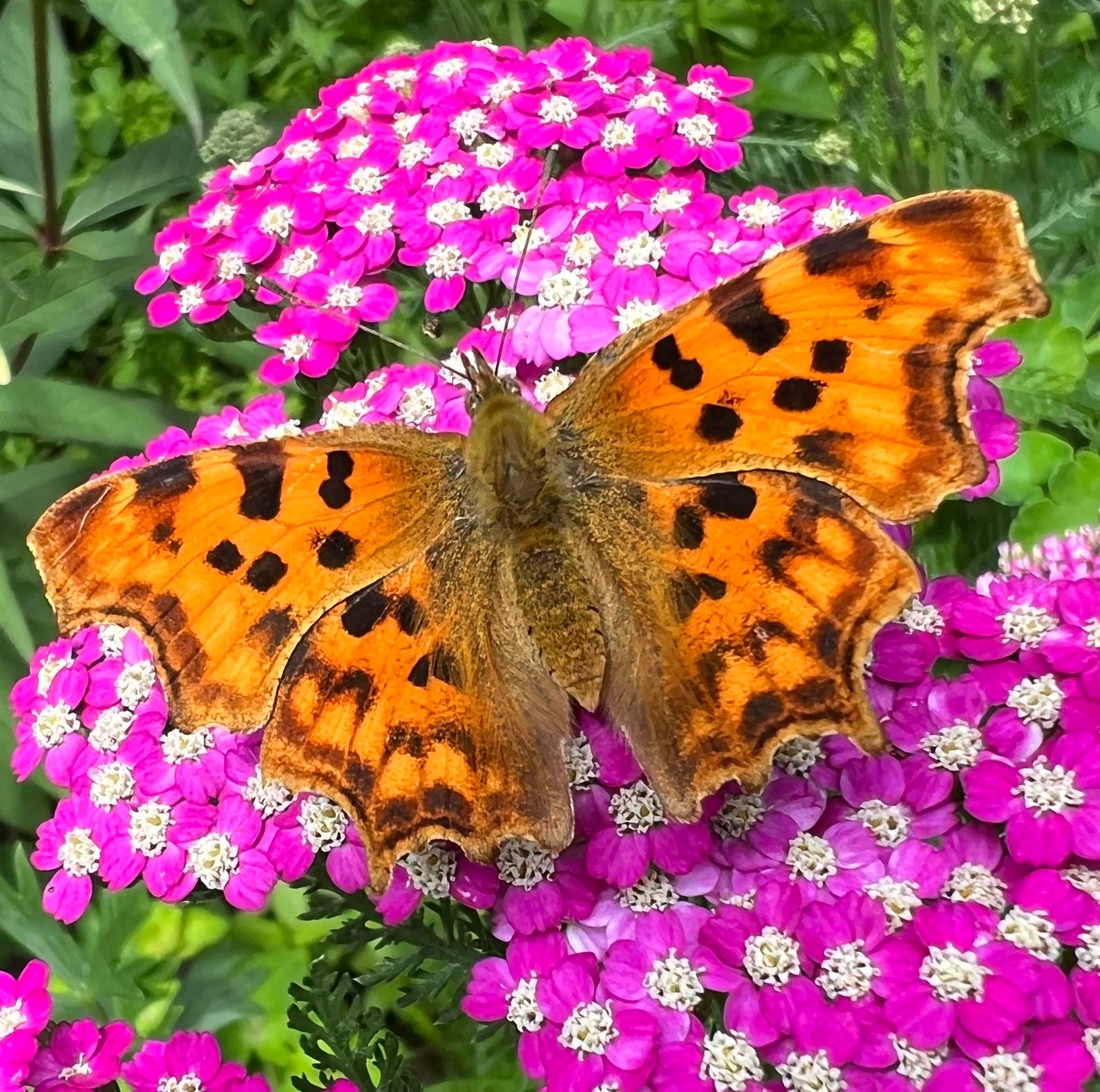 Vlinder gehakkelde aurelia beppie de rooy