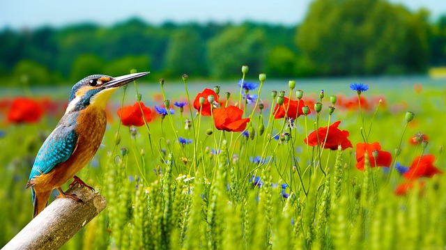 vogel bloemen