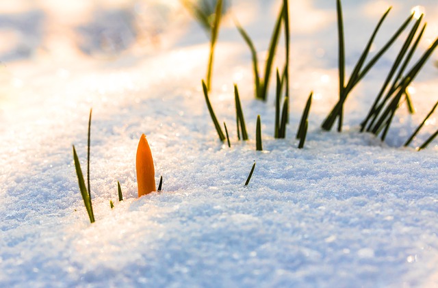 sneeuwdeken