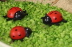 kijktafel detail lieveheersbeestjes