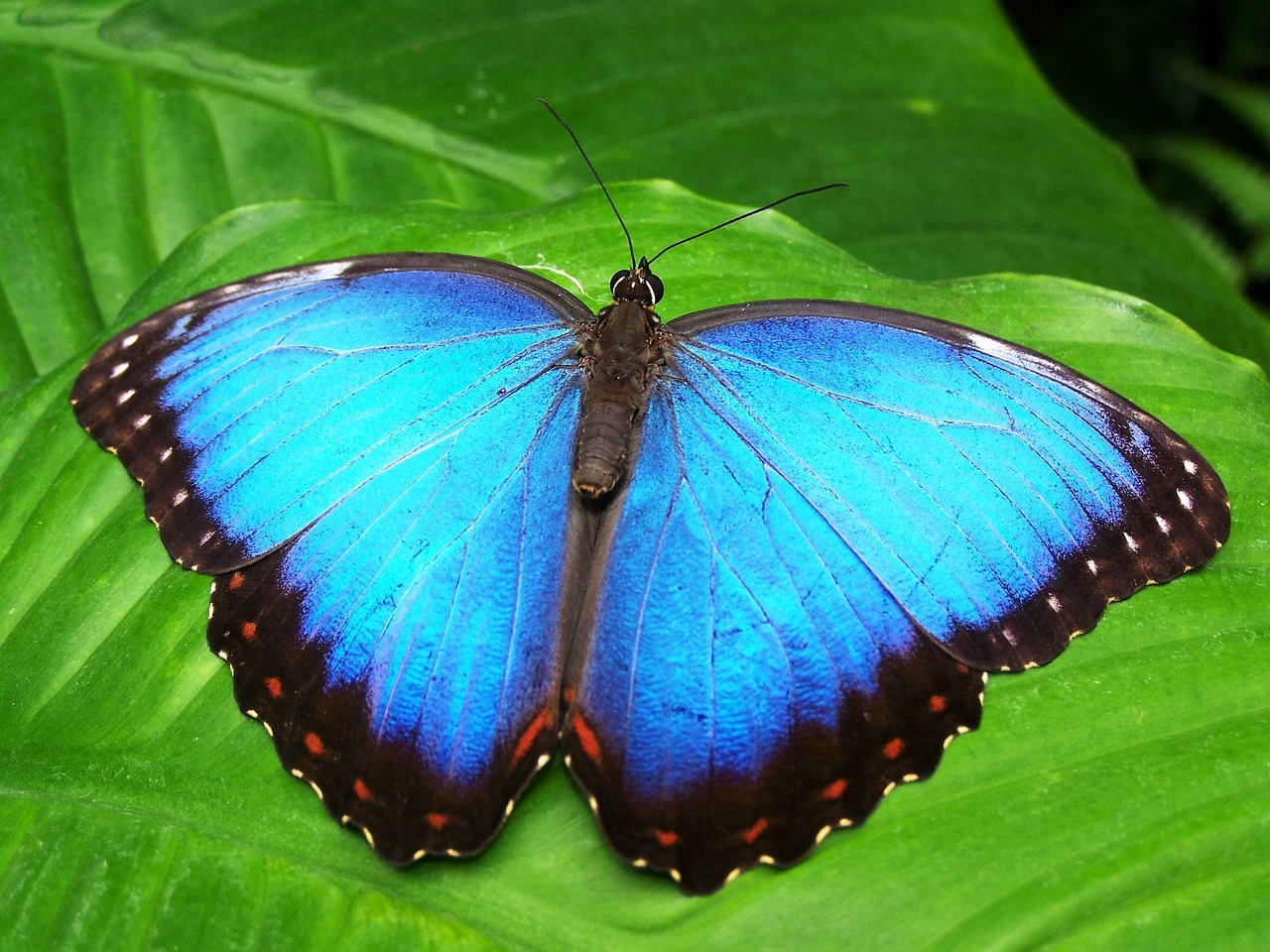 vlinder